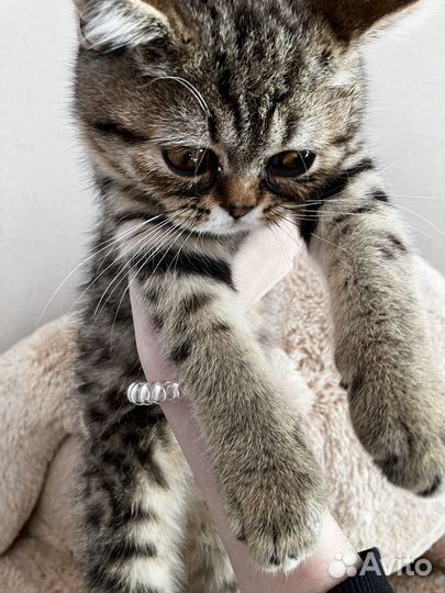Персидский котенок