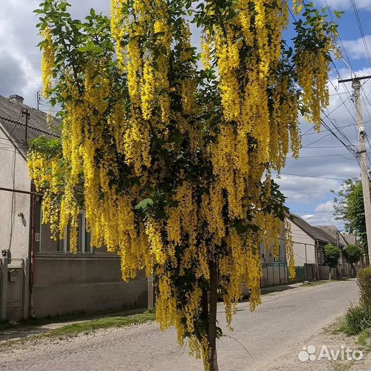 Акация желтая