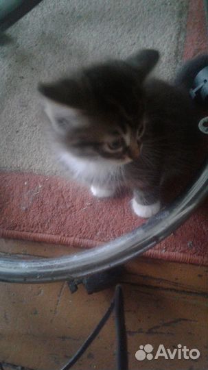 Прелестные котята