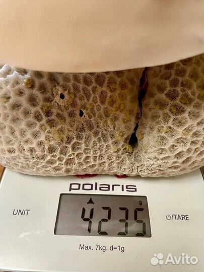 Большая океаническая ракушка