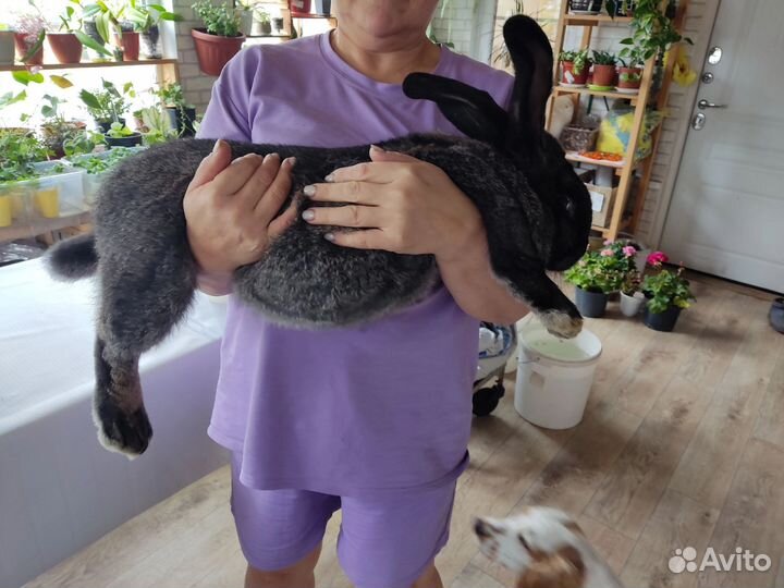 Кролики Ризен