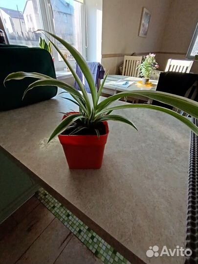 Хлорофитум атлантика