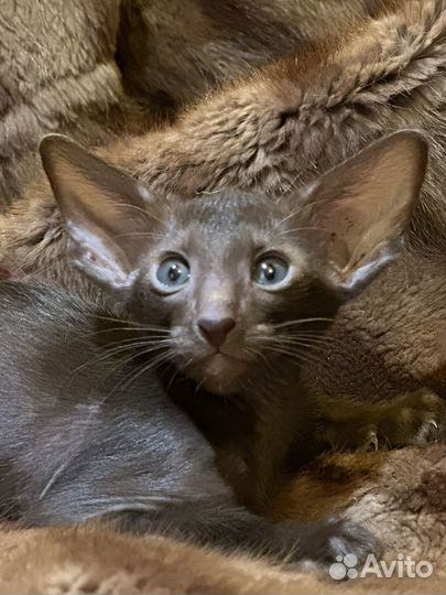 Ориентальные котята