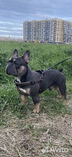 Французский бульдог вязка(есть щенки продажа )