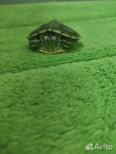 Красноухая черепаха бесплатно