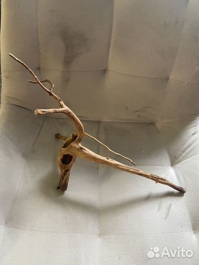 Коряга мангровая