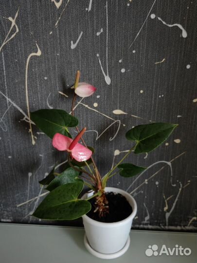 Антуриум розовый