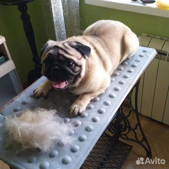 Грумер. Стрижка собак, экспресс линька, тримминг