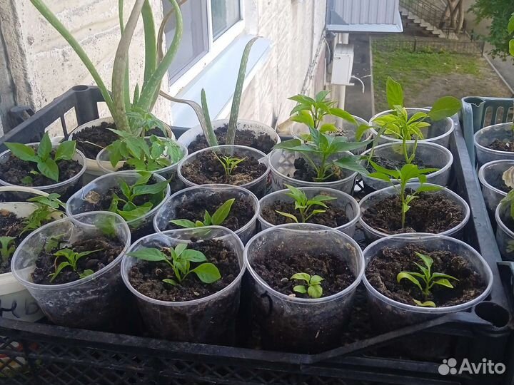 Перец комнатный острый и помидоры комнатные