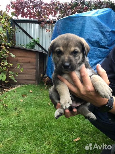 Продаём щенков