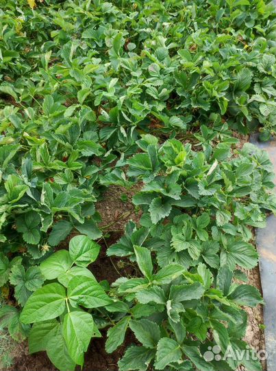 Клубника саженцы