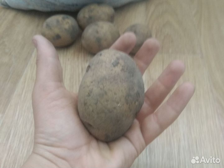 Картофель сорт галло