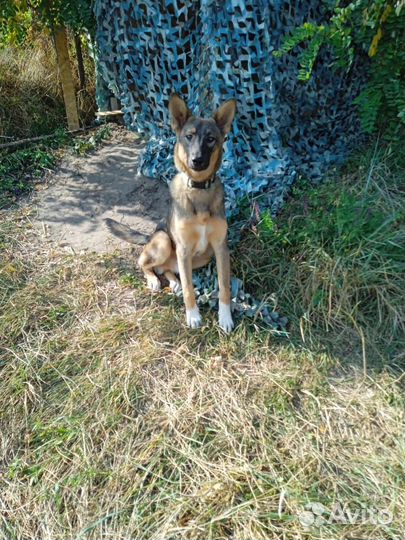 Собака в добрые руки