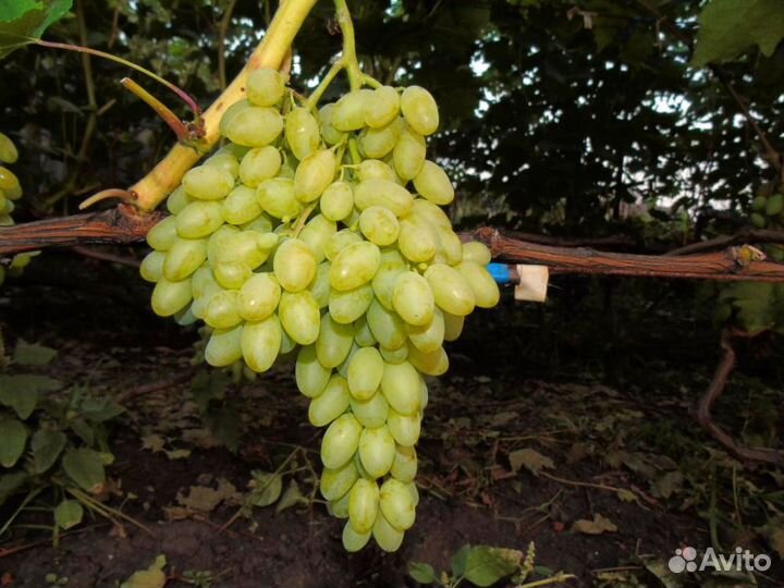 Кишмиш Столетие саженцы