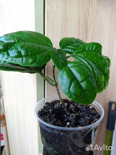 Клеродендрум. Хатиора (брызги шампанского)