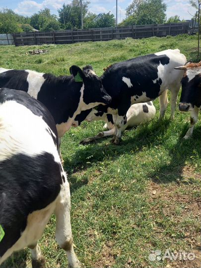 Телки молодые