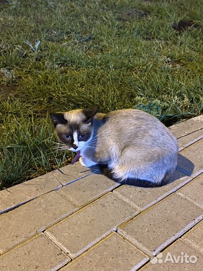 Кошка сиамская или смесь