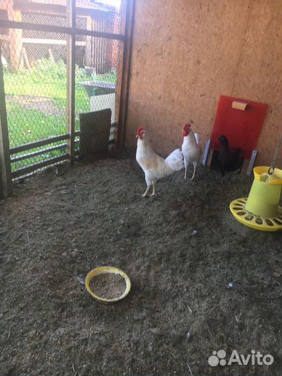 Молодые петушки