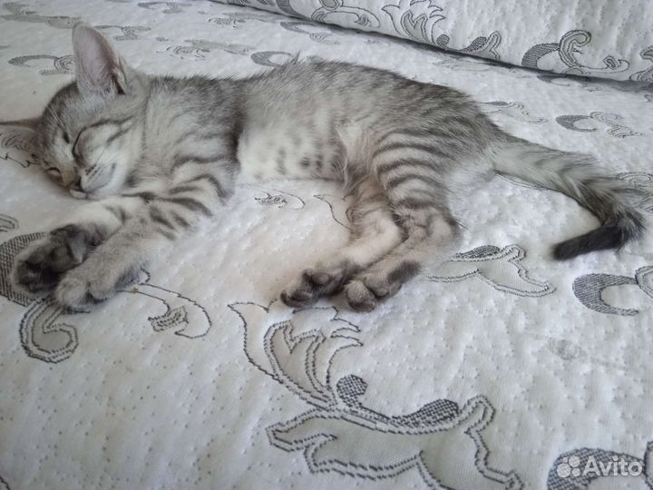 Кошка в дар бесплатно