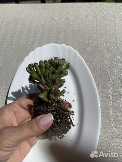 Крассула голлум вариегатная(белая вар.)