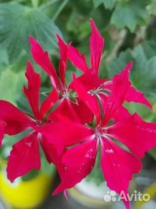 Пеларгония белая