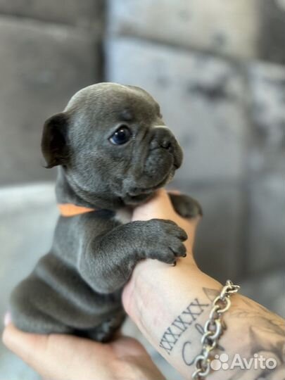 Голубой Французский бульдог мальчик