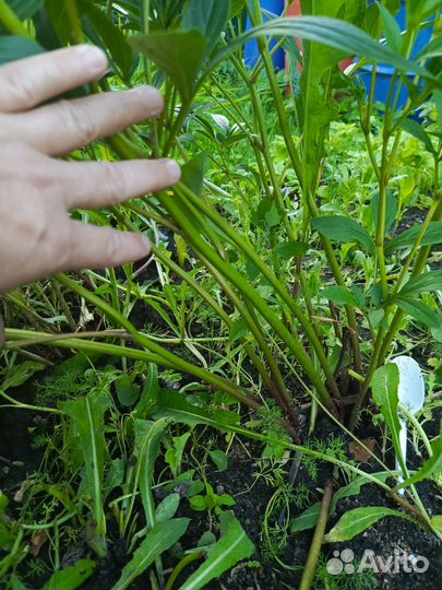 Пион розовый