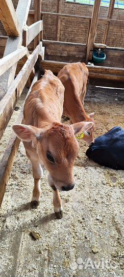 Телята бычки телки