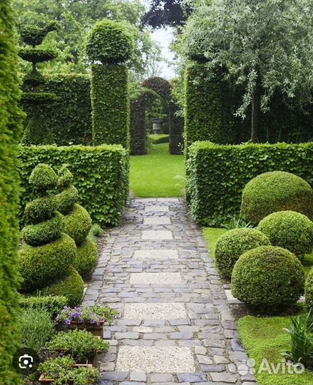 Саженцы самшита