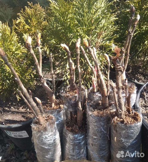 Пионы древовидные оптом