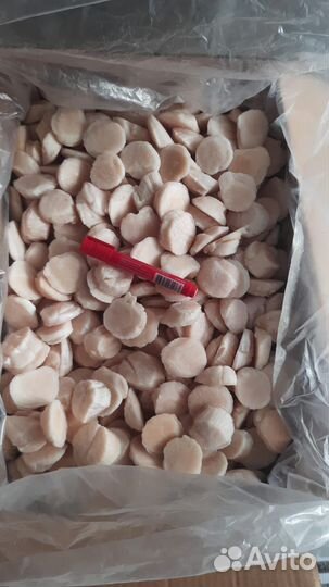 Морской гребешок, дикий