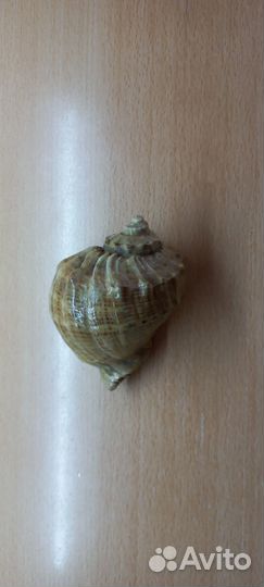 Ракушки с Крыма