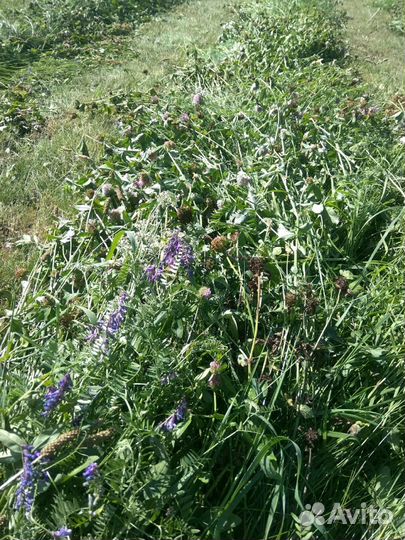 Сено сеяное, луговое, разнотравье