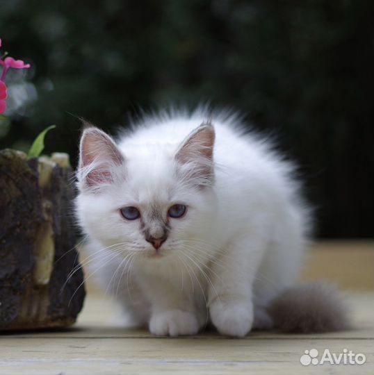 Священная Бирма девочка