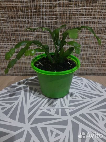 Цветок декабрист