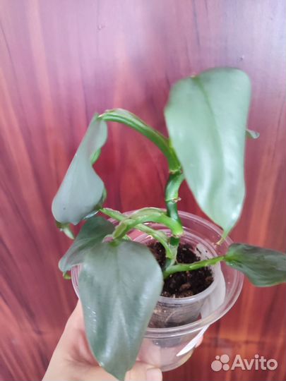 Филодендрон Сильвер даст