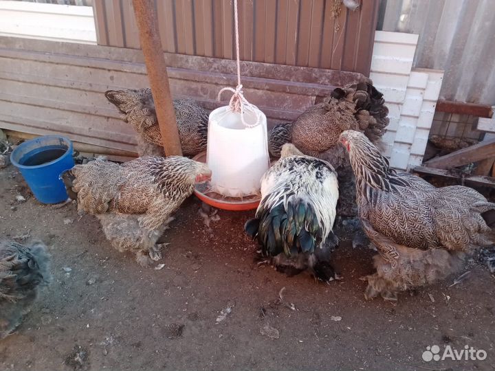 Куры брама