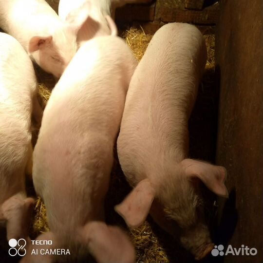 Поросята