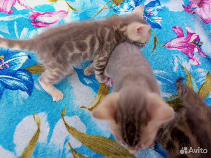 Бенгальские котята