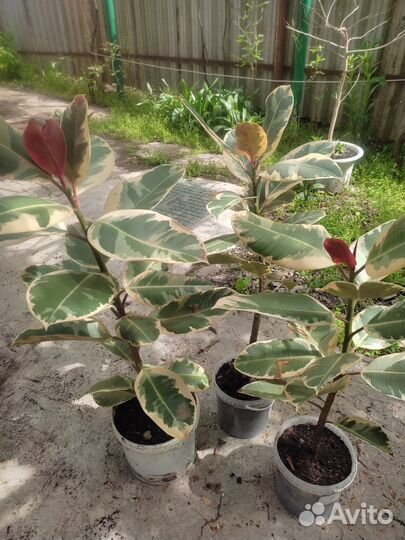 Шефлера, фикуси