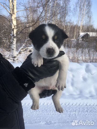 Щенки мальчики, 2 месяца