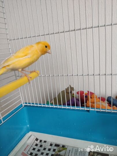 Кенара и канарейки