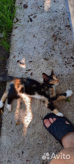 Отдам в добрые руки