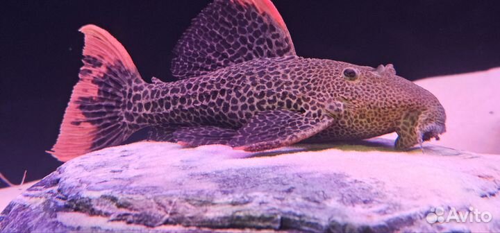 Номерной сом L 114