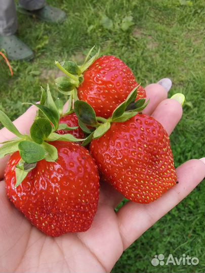 Рассады саженца клубники гигантелла