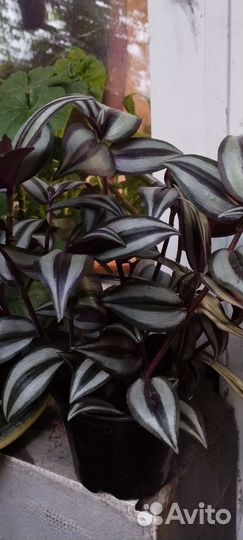 Традесканция зебрина