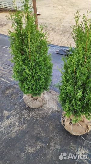 Туя Колумна