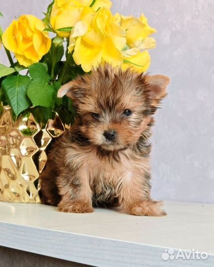 Йоркширский терьер мини мальчик голдаст