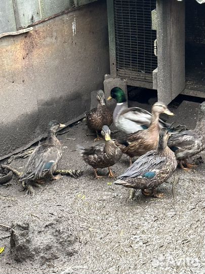 Утки (Кряквы)