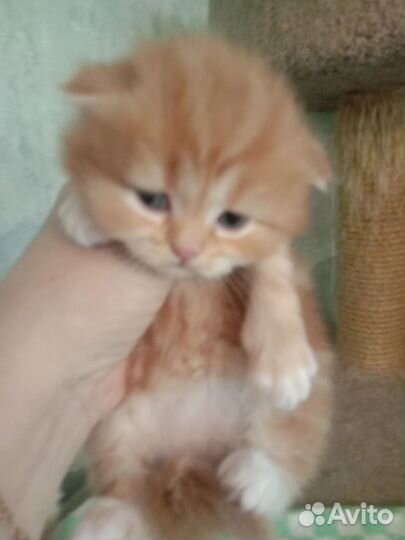 Шотландские котята